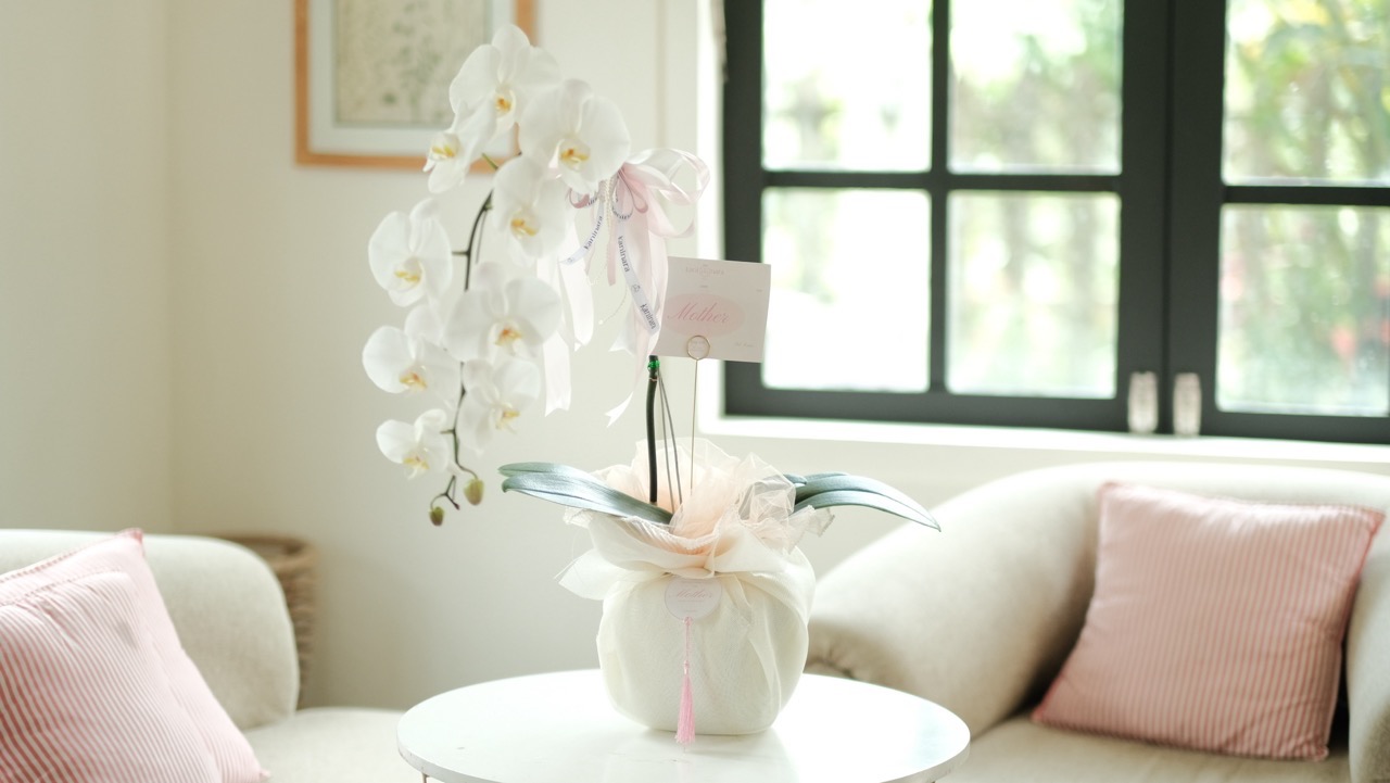 Moonlight Orchid