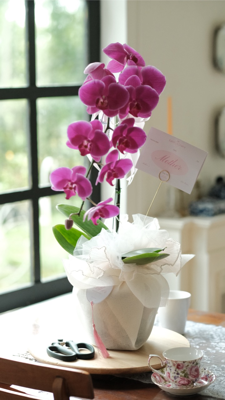 Blooming Orchid