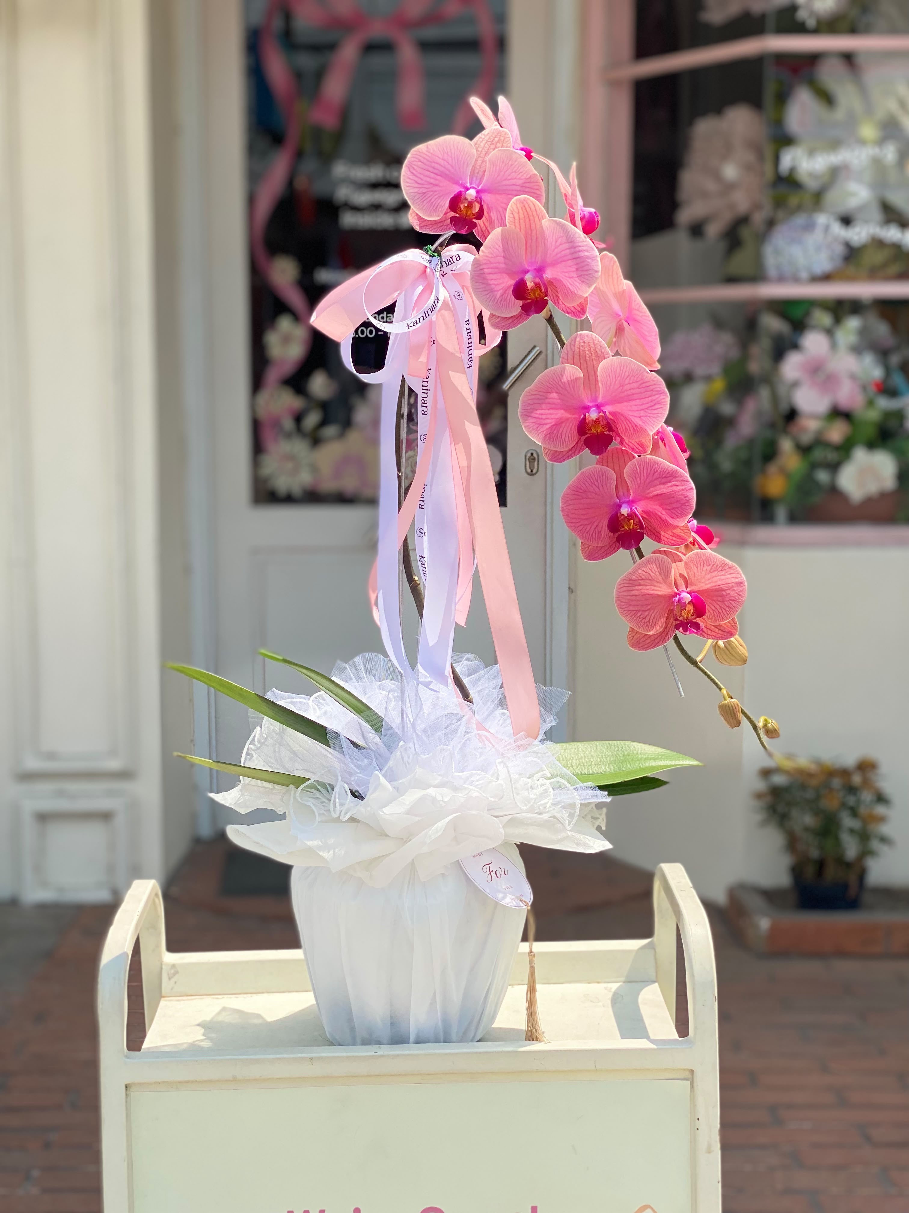 Orchid  Terracotta Blush